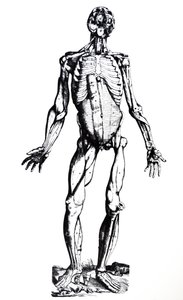 The Plates from the Seventh Book of the De Humani Corporis Fabrica