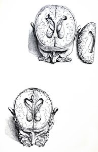 The Plates from the Seventh Book of the De Humani Corporis Fabrica