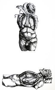 The Plates from the Sixth Book of the De Humani Corporis Fabrica
