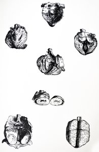 The Plates from the Sixth Book of the De Humani Corporis Fabrica
