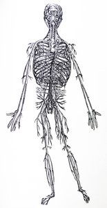 The Plates from the Third Book of the De Humani Corporis Fabrica by Andreas Vesalius