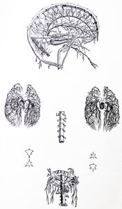 The Plates from the Third Book of the De Humani Corporis Fabrica