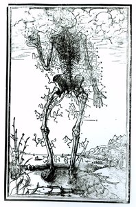 Vascular System of the Body