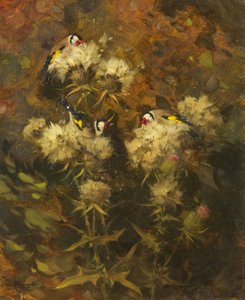 Goldfinches Feeding