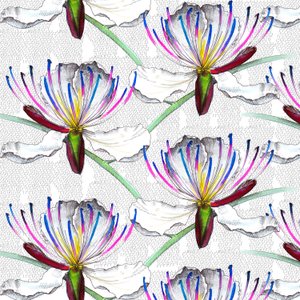 Caper Flowers, 2017 by Andrew Watson