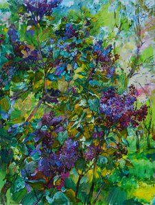 Blooming Purple Lilacs