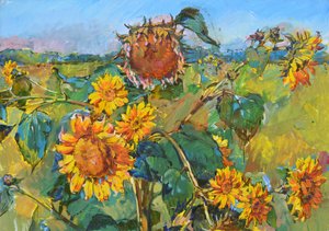 Golden Sunflower Field