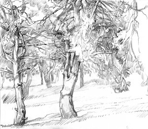 Shaded Forest Path Drawing