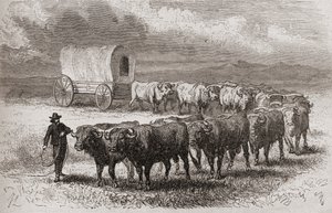Driving oxen across the great plains of America, illustration from 