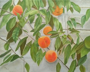 Fresh Peaches On Wall