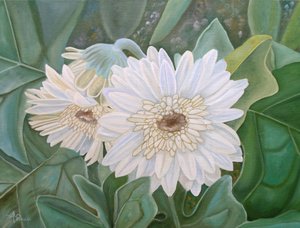 Fresh White Gerbera Blooms