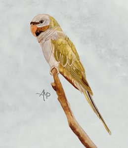 Green Monk Parakeet