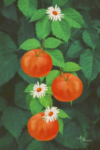 Orange Fruits and Daisies
