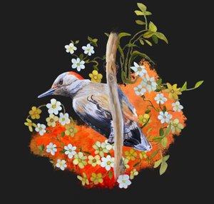 Vibrant Woodpecker Bloom
