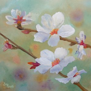 White Almond Blossoms