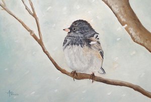 Winter Junco Bird