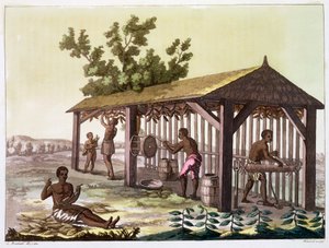 Slaves preparing tobacco, Virginia, USA