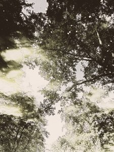 Dreamy Forest Light