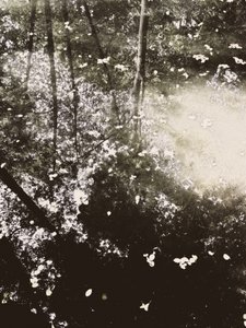 Ethereal Forest Sunlight