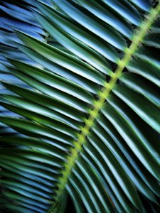 Lush Palm Pattern by Angelo Cerantola