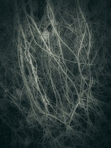 Mysterious Forest Tangle by Angelo Cerantola
