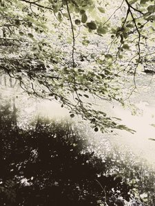 Sunlit Woodland Canopy