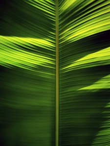 Tropical Leaf Patterns by Angelo Cerantola
