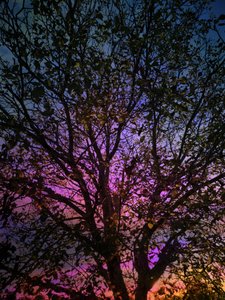 Vibrant Sunset Tree by Angelo Cerantola