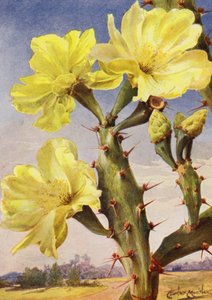 A Beautiful Representative of the Prickly Pear Cactus, Opontia Dillenii