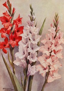 A Group of Modern Gladioli