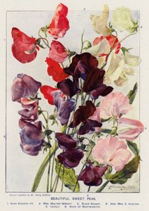 Beautiful Sweet Peas