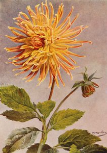 Cactus Dahlia Mrs H L Brousson, Colour, fawn, with a suffusion of Scarlet Crimson by Angelo Fairfax Muckley
