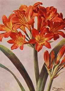 Clivia Miniata, long known as Imantophyllum Miniatum by Angelo Fairfax Muckley