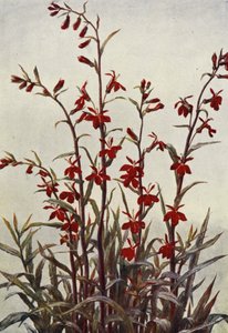 Lobelia Cardinals by Angelo Fairfax Muckley