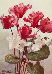 The Butterfly Cyclamen by Angelo Fairfax Muckley