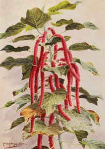 The beautiful red-tailed Acalypha Hispida, Sanderiana