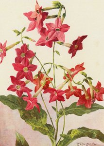 The beautiful tobacco plant Nicotiana Sanderae