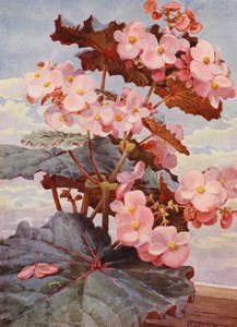 The Handsome Dark-Leaved Begonia Gloire de Sceaux