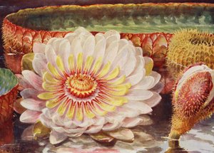 Victoria Regia, the Noblest of All Aquatic Plants