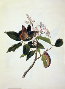 Butterfly & caterpillar on a plant by Anglo Indian School