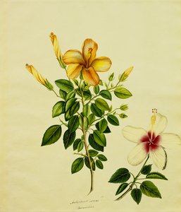 Studies of Hibisci, an Aloe, and Others