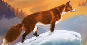 Fox in the Snow