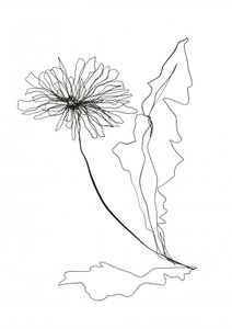 Dandelion Line Art