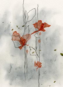 Delicate Poppies Bloom
