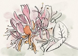 Soft Honeysuckle Flowers