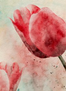 Vibrant Watercolor Tulips by Ankie Kooi