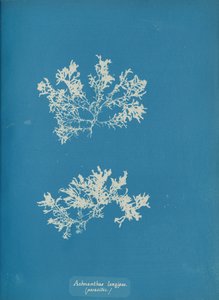 Achnanthes longipes, parasitic, ca. 1853