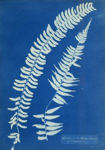 Asplenium Braziliense, South America