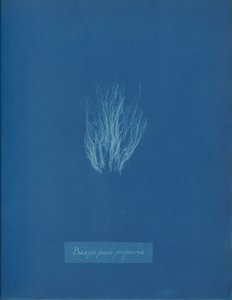 Bangia Fusco-Purpurea by Anna Atkins
