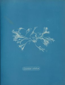 Ceramium Ciliatum by Anna Atkins